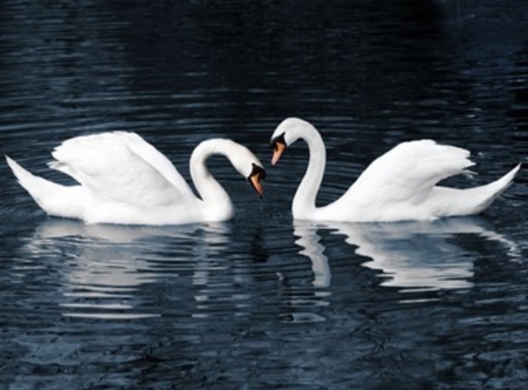 2 Swans on a dark lake